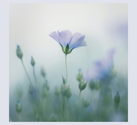 Jo Stephen - Artist and Photographer based in Winterborne Stickland, Dorset