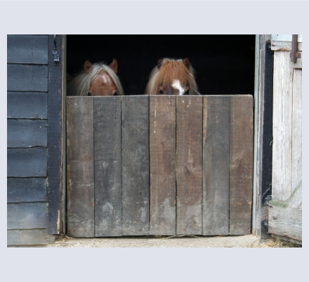 Jo Phillips - Photographer based in Wimborne, Dorset