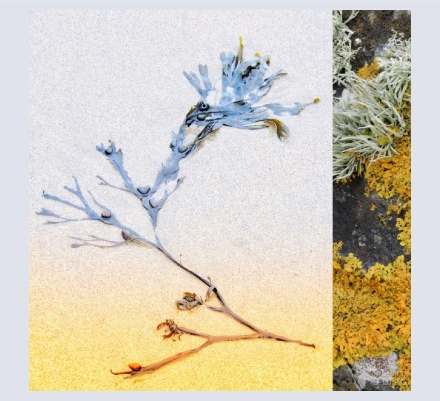 Pauline Passmore - Artist and Photographer based in Breage, Cornwall