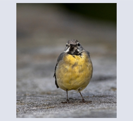 pdkimages