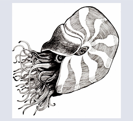 Sophie Barnes - Artist and Illustrator based in Battle, East Sussex