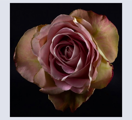 Caroline Pass Photography