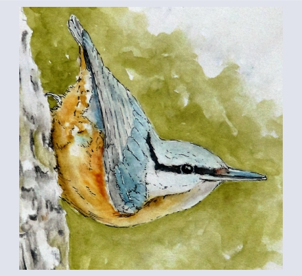 Drawn Into Nature - Artist and Illustrator based in South West, Bristol