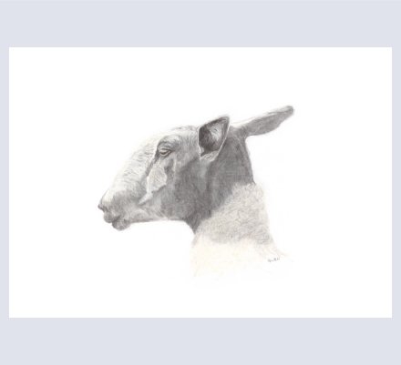 Sarah Hawkes - Artist and Illustrator based in Ceiriog Valley, Wrexham