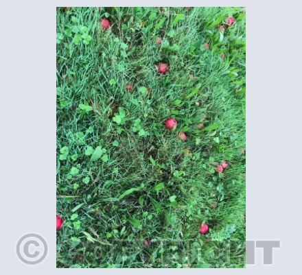 Shipton Gorge late summer windfalls