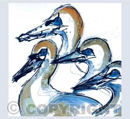 A Plunging Of Gannets