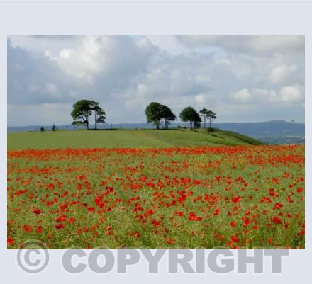 Oliver's Castle Poppies