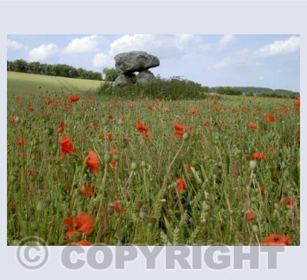 Devil's Den poppies