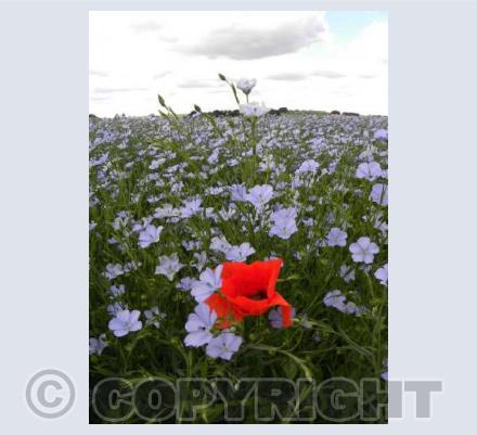 Poppy in linseed