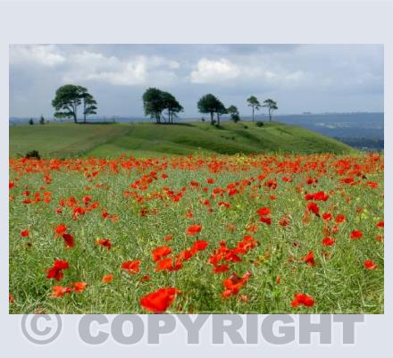 Oliver's Castle poppies
