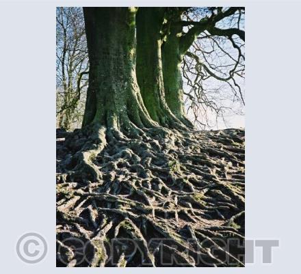 Beech Tree roots