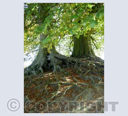 Beech Tree roots
