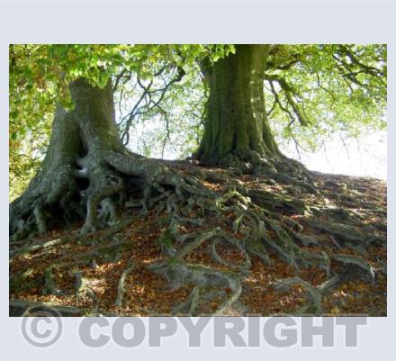 Beech Tree roots