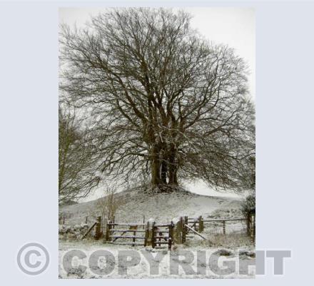 Snowy Beech trees
