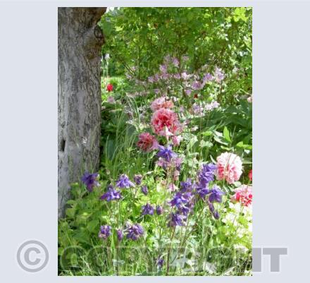 English Cottage Garden