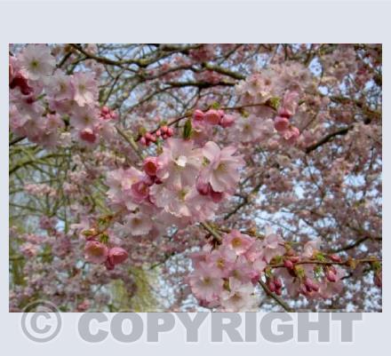 Cherry Blossom