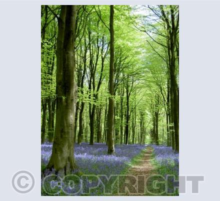 Bluebell Woods
