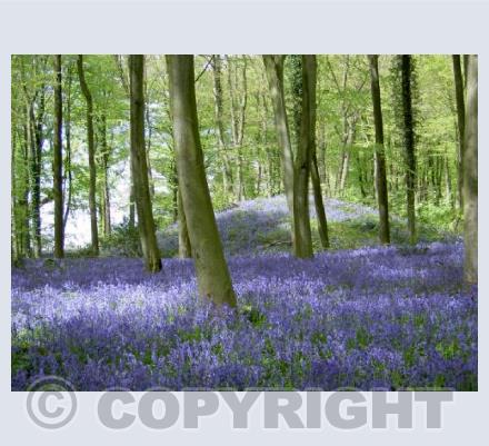 Long Barrow Bluebells