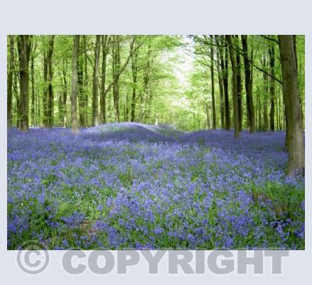 Wansdyke Bluebells