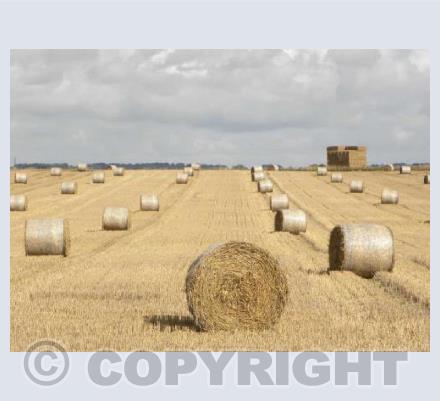 Harvest in Wiltshire