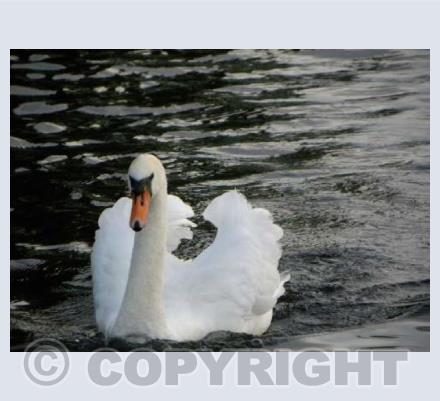 Swan