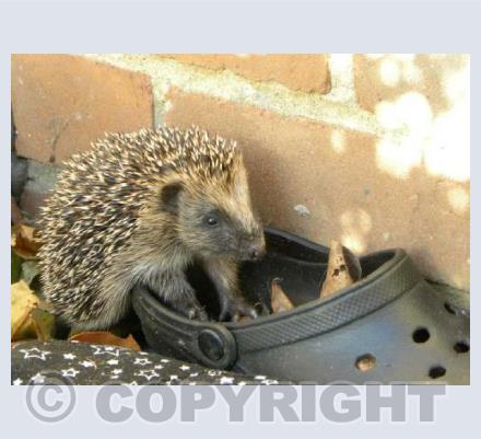 Hedgehog