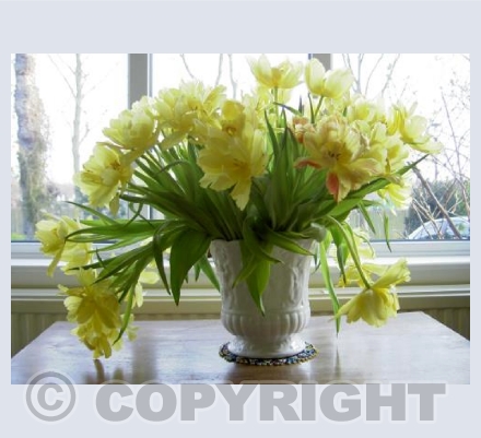 Tulips