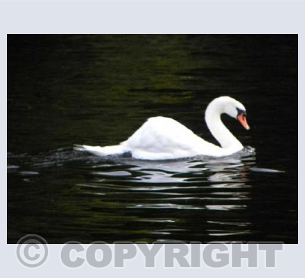Swan
