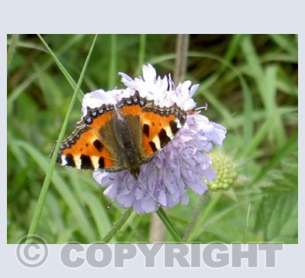 Tortoiseshell butterfly