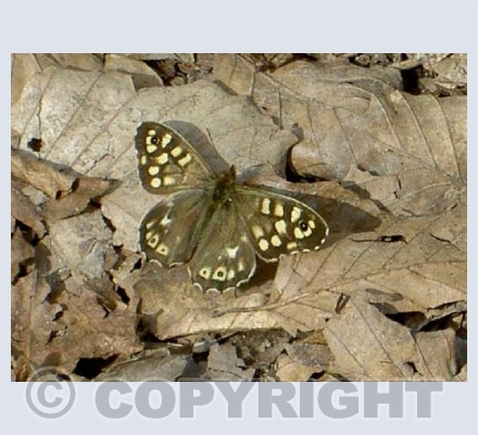 Speckled Wood Butterfly