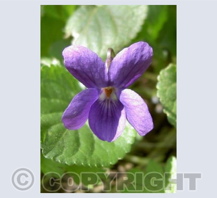 Violet
