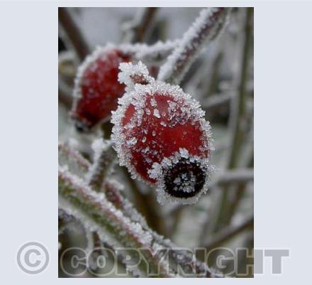frosty rosehip