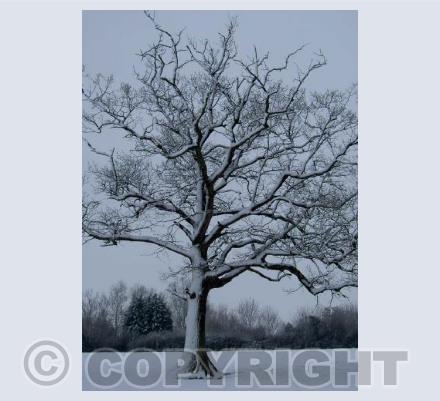 snowy tree