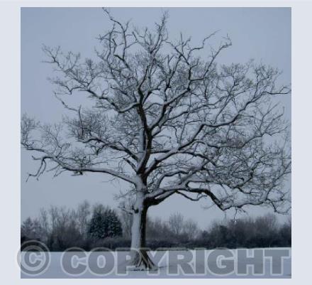 snowy tree