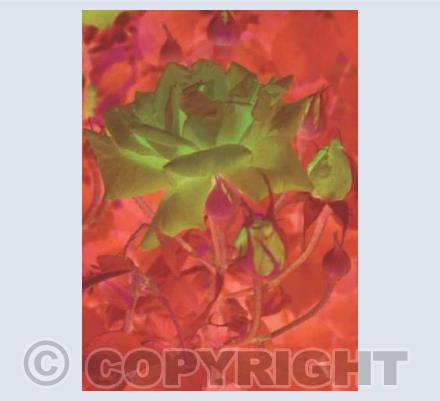 Calderon Rose