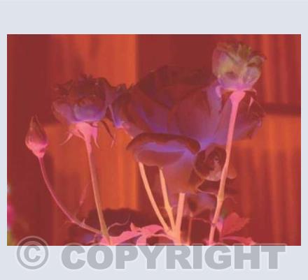 Elm Rose
