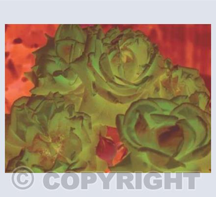 Mayville Rose