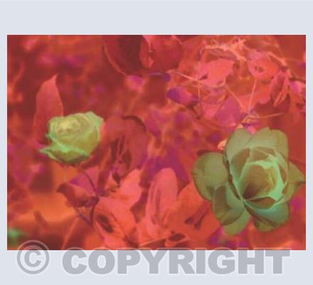 Newport Rose