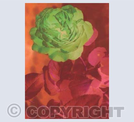 Ashville Rose