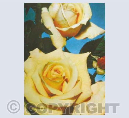 Rose Jaune
