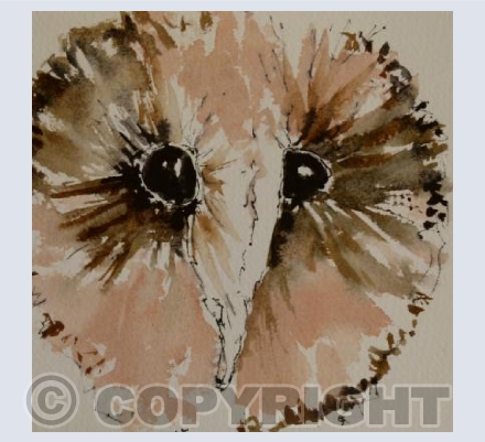 African Barn Owl