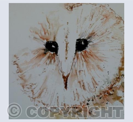 Barn owl