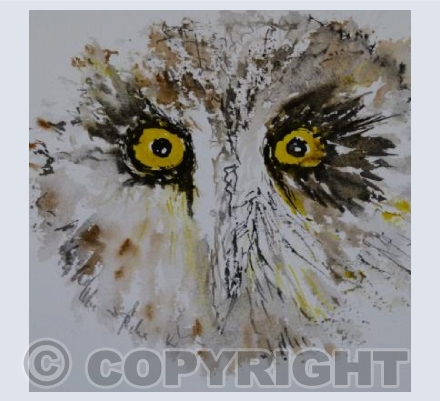 Short eared owl
