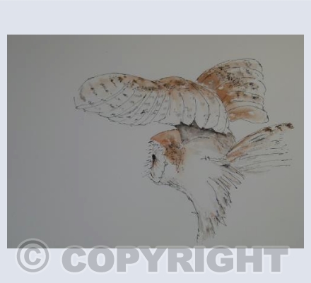 Barn owl in flight