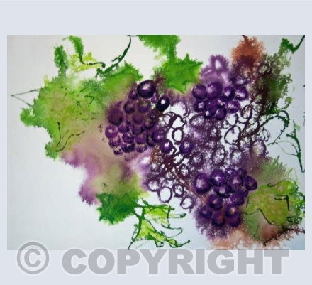 Grapes on the vine