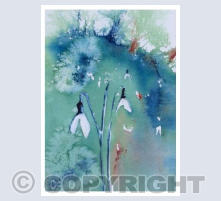 Snowdrops in the field