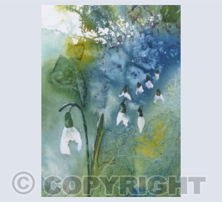 Snowdrops in the hedgerow