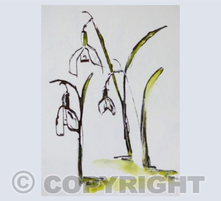 Three Snowdrops