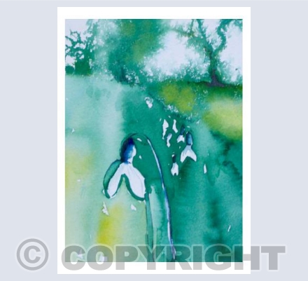 Snowdrops