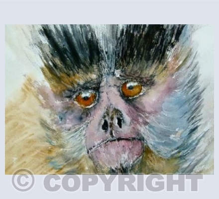 Colourful capuchin